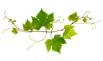 Vine Leaves